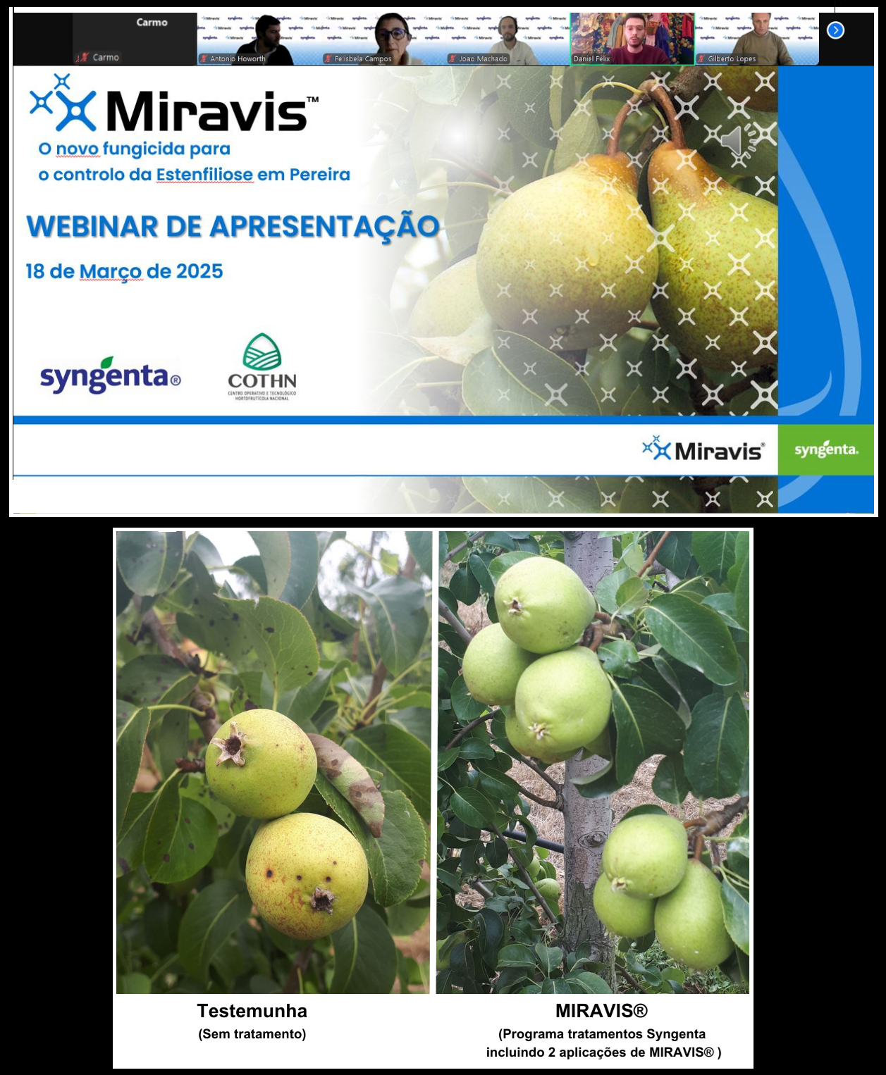 Syngenta lança Miravis® um fungicida revolucionário para o controlo da estenfiliose da pereira